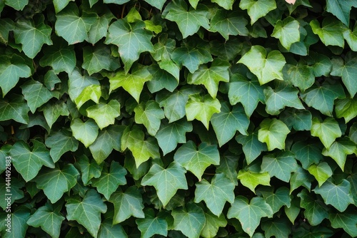 Obraz na płótnie Lush green ivy foliage cascading down a wall creating a vibrant natural texture a close up capturing the intricate details of each leaf in soft light w salonie