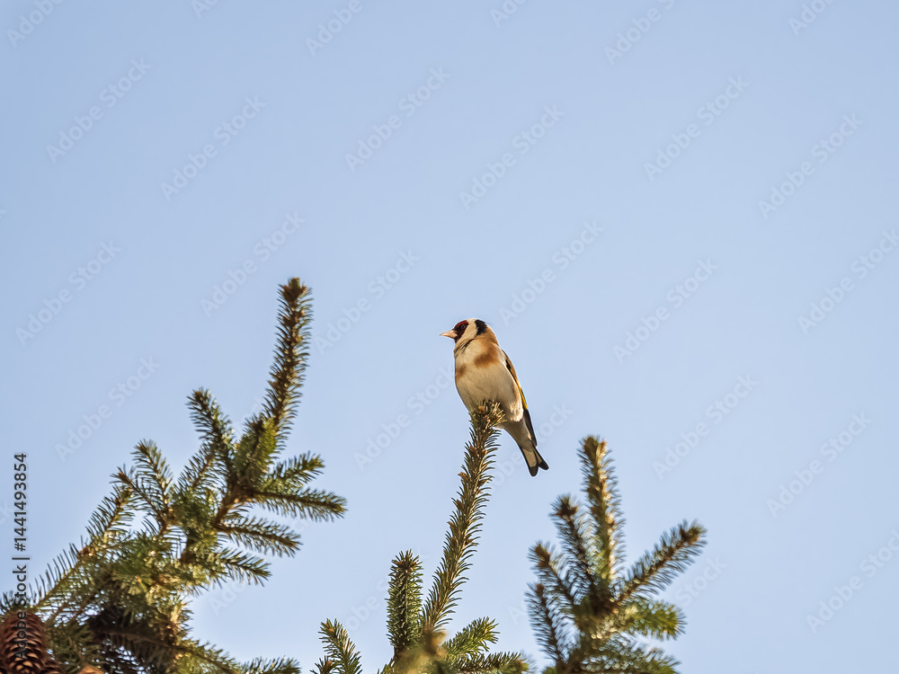 The European goldfinch or simply the goldfinch, Carduelis carduelis, sits on a branch in spring on green background. The European goldfinch in wildlife.