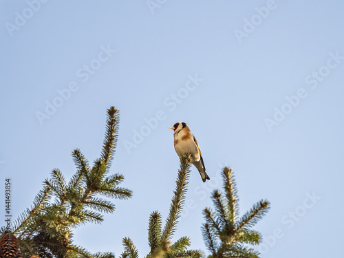 Obraz na płótnie The European goldfinch or simply the goldfinch, Carduelis carduelis, sits on a branch in spring on green background. The European goldfinch in wildlife. w salonie