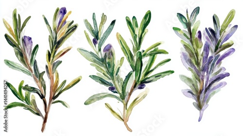 Watercolor depiction of aromatic rosemary sprigs on white background enhancing culinary and wellness themes with vibrant botanical illustration and delicate brushstrokes