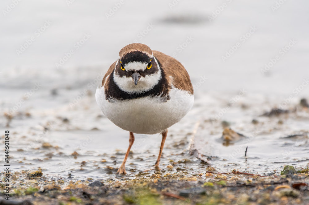 Little ringed plover (Charadrius dubius), bird standing on the lake shore Little ringed plover (Charadrius dubius), bird standing on the lake shore