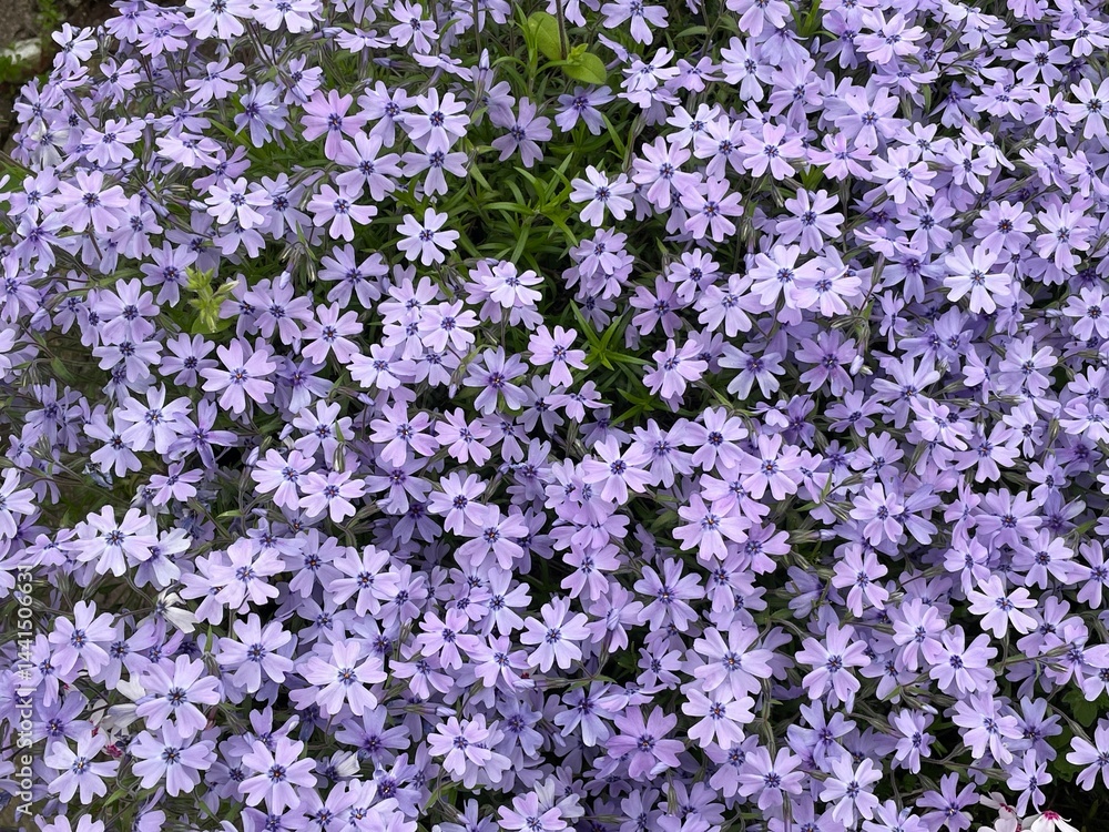 春に咲く紫色の花 春に咲く紫色の花