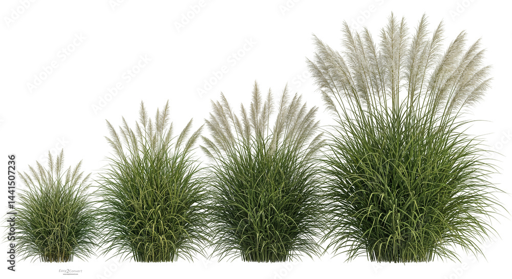 Ornamental Grass Plants Growing in Different Sizes Showing Stages of Growth Isolated Transparent Background Ornamental Grass Plants Growing in Different Sizes Showing Stages of Growth Isolated Transparent Background