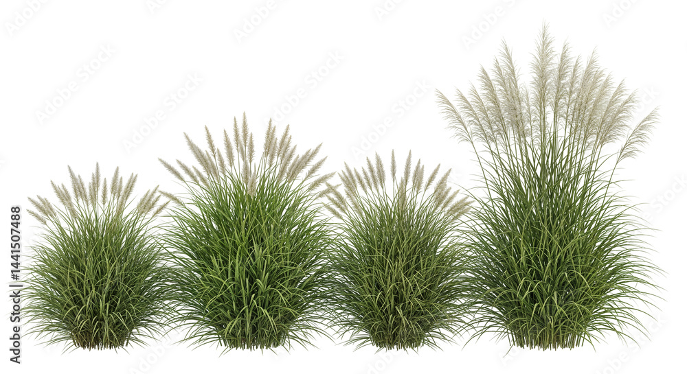 Ornamental Grass Plants Growing in Different Sizes Showing Stages of Growth Isolated Transparent Background Ornamental Grass Plants Growing in Different Sizes Showing Stages of Growth Isolated Transparent Background