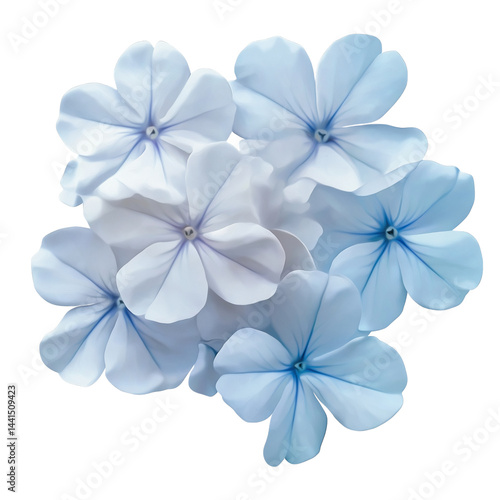 White plumbago or Cape leadwort flower. Close up small blue flower bouquet isolated on transparent background.