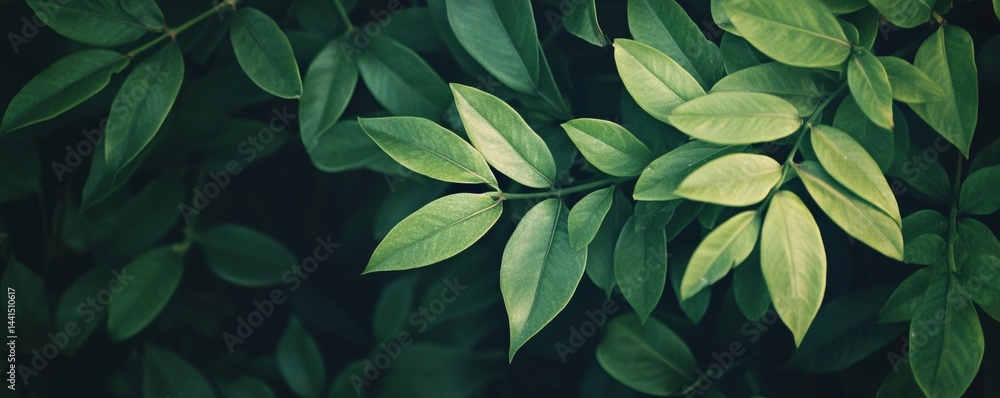 Close-up view of lush green leaves. Close-up view of lush green leaves.