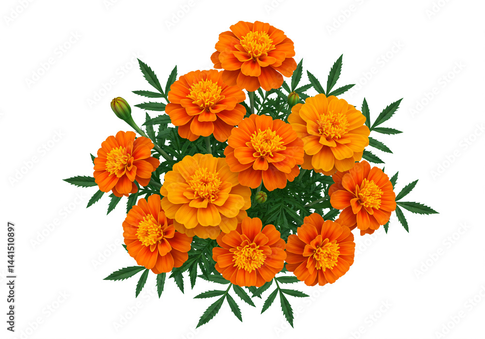 Obraz premium Vibrant Orange Marigolds in Lush Green Bouquet