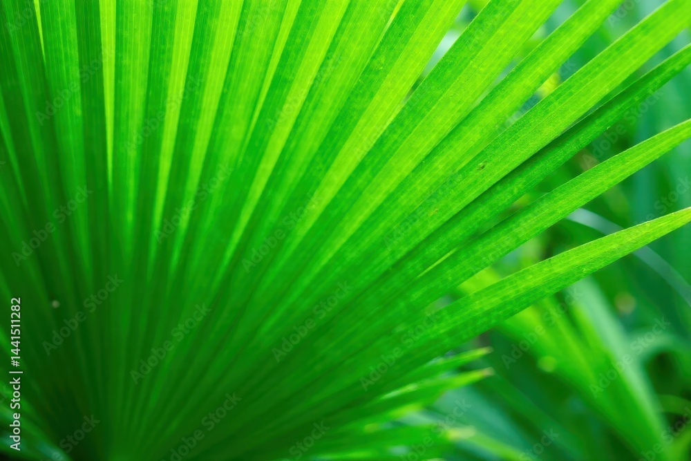 Intricate green palm frond texture, sun-dappled , jungle, tropical leaves, botany Intricate green palm frond texture, sun-dappled , jungle, tropical leaves, botany