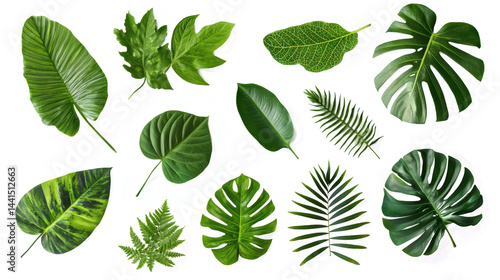 Diverse Collection of Tropical Leaves on White Background