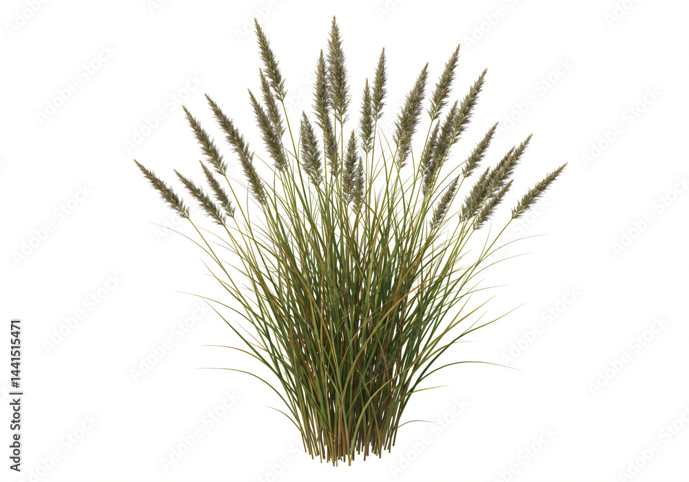 Fototapeta premium Luscious Green Ornamental Grass with Seed Heads