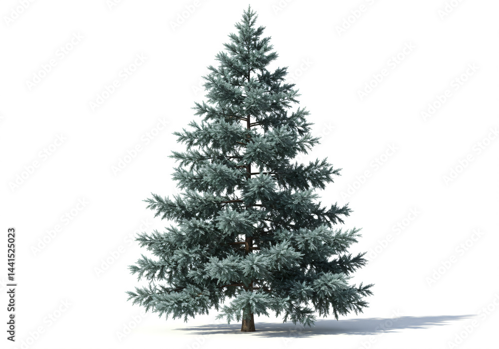 Majestic Silver Spruce Tree Isolated on White Majestic Silver Spruce Tree Isolated on White