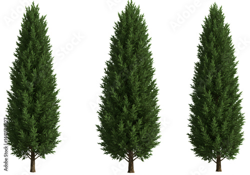 Three Evergreen Conifers Isolated on White Background