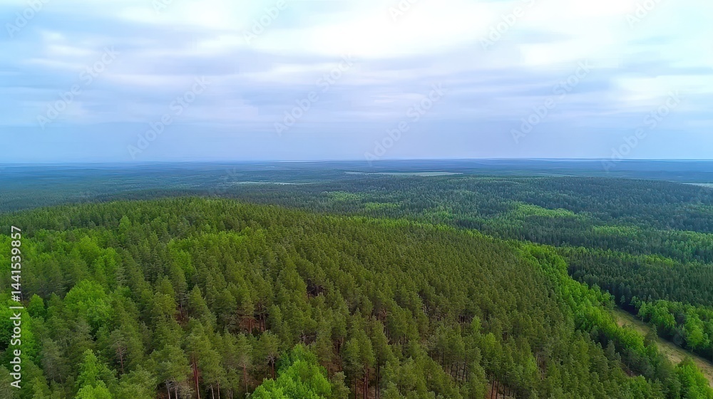 Fototapeta premium High angle view of a vast forest landscape.