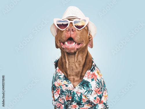 Fényképezés Cute, stylish dog, sunglasses, sunhat and bright shirt