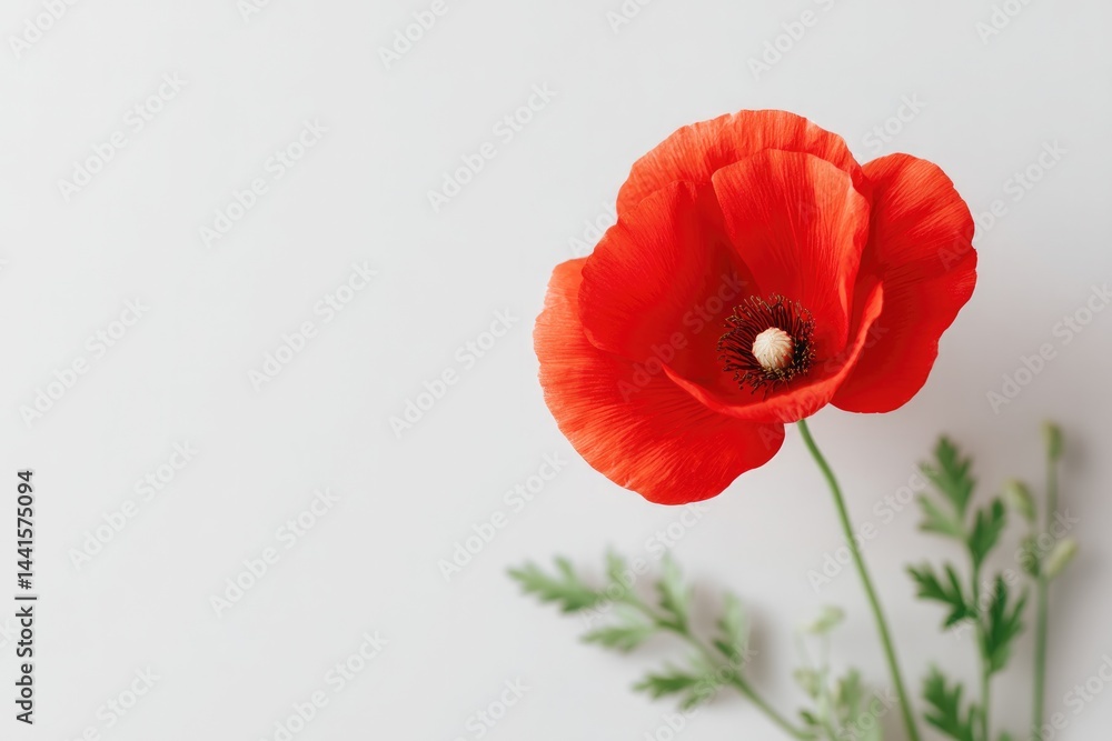 Fototapeta premium empty white background adorned with single red poppy in lower right corner symbolizes remembrance