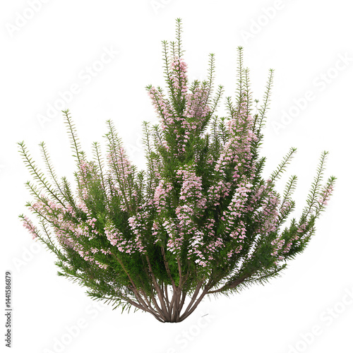 Isolated heather shrub with pink flowers on black background