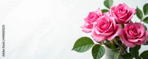 Vibrant pink roses with green leaves on white backdrop, Petals, Nature, Flowers