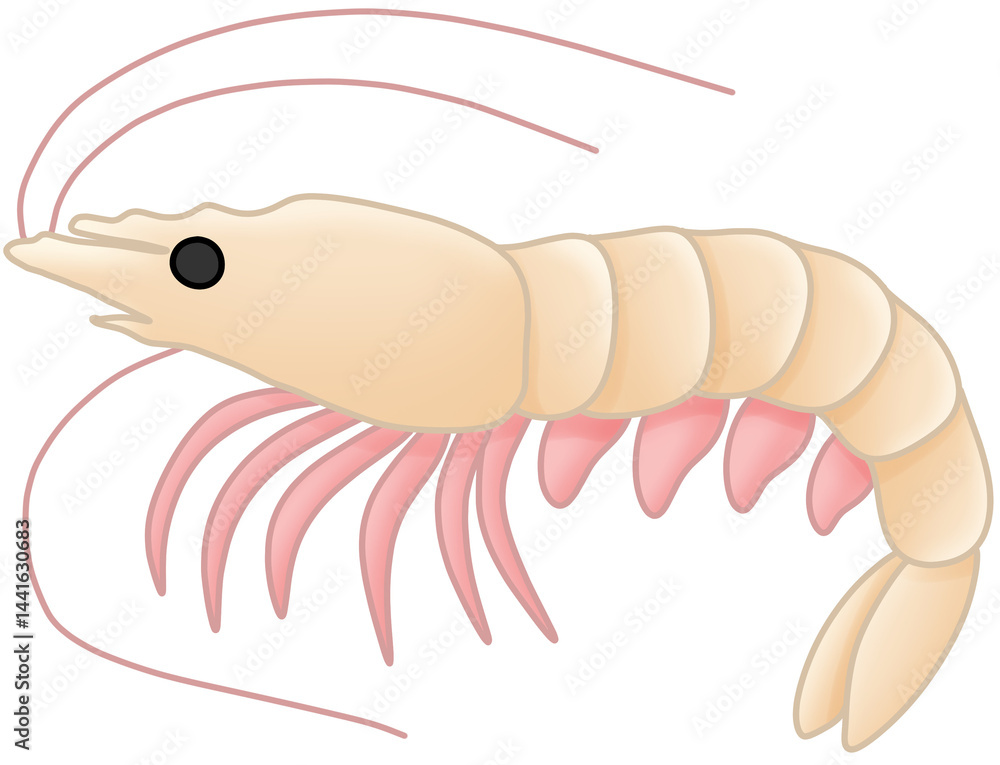 Obraz premium 흰다리새우 (whiteleg shrimp)