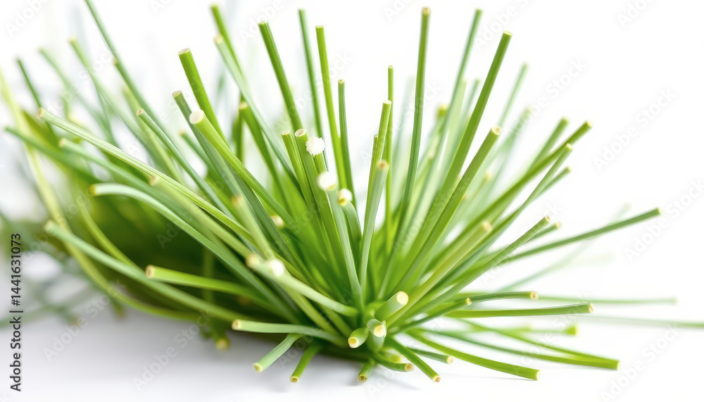 Fototapeta premium Fresh Green Chives on White Background