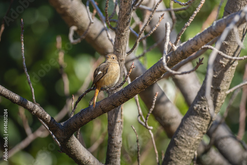Wallpaper Mural 枝にとまるジョウビタキのメス Torontodigital.ca