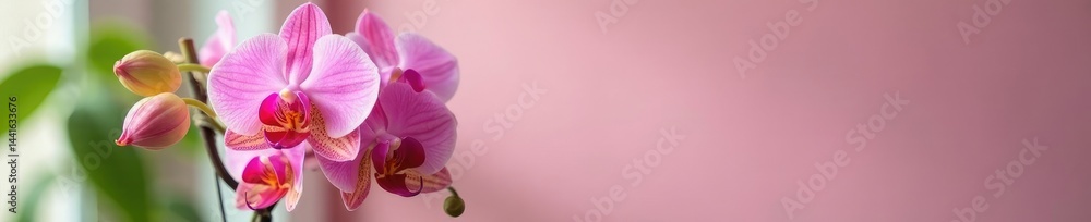 Pink and yellow Phalaenopsis orchid flowers in a vase, decorative, blooms, pink Pink and yellow Phalaenopsis orchid flowers in a vase, decorative, blooms, pink