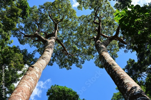 Obraz na płótnie Treetops seen from a low angle w salonie