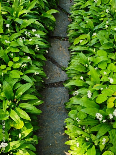 green leaves on the wall
