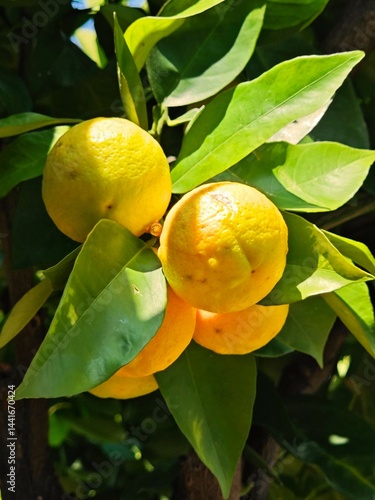 oranges on tree