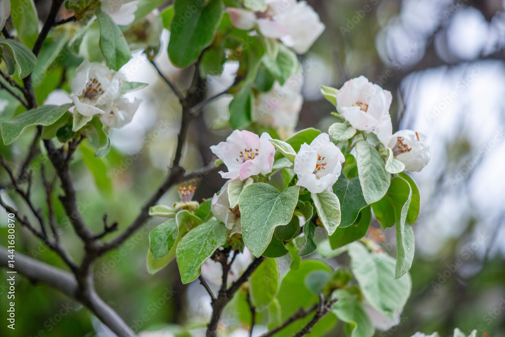 A tree with white flowers is in the foreground A tree with white flowers is in the foreground