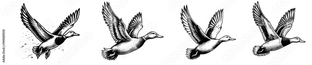 Fototapeta premium Vintage black and white ink illustration of a duck flying, wings spread wide, isolated on white background, rustic countryside farm style, detailed classic sketch.