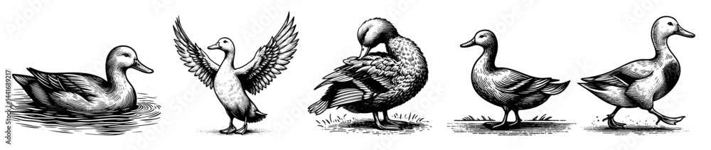 Obraz premium Set collection of vintage black and white ink illustrations of ducks in various poses, isolated on white background, rustic countryside farm style, detailed sketch.