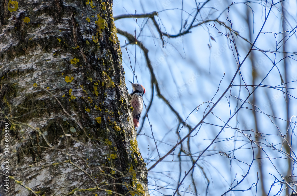 Woodpecker clinging to tree trunk in early spring forest with bright sky. Close-up from below of woodpecker on tree bark, calm forest mood, vertical framing, natural wildlife moment. Woodpecker clinging to tree trunk in early spring forest with bright sky. Close-up from below of woodpecker on tree bark, calm forest mood, vertical framing, natural wildlife moment.