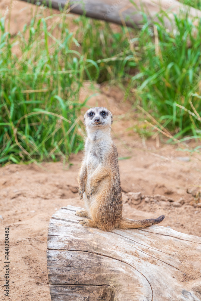 Fototapeta premium Meerkat, Suricata suricatta, on hind legs. Portrait of meerkat standing on hind legs with alert expression. Portrait of a funny meerkat sitting on its hind legs.