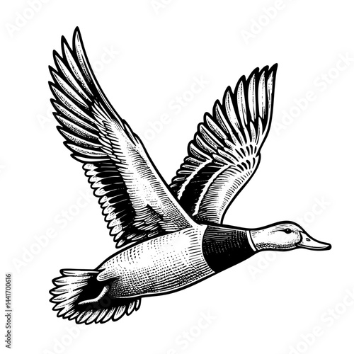 Vintage black and white ink illustration of a duck flying, wings spread wide, isolated on white background, rustic countryside farm style, detailed classic sketch.
