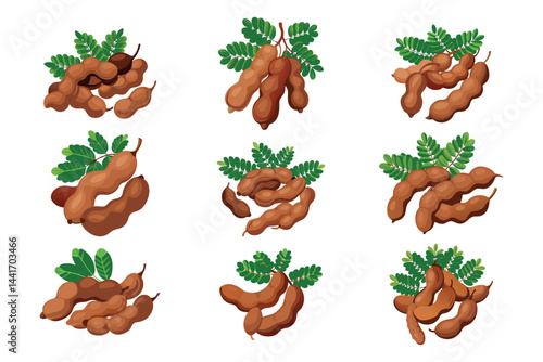 Illustrations of Tamarind pods and leaves on a white background with variations