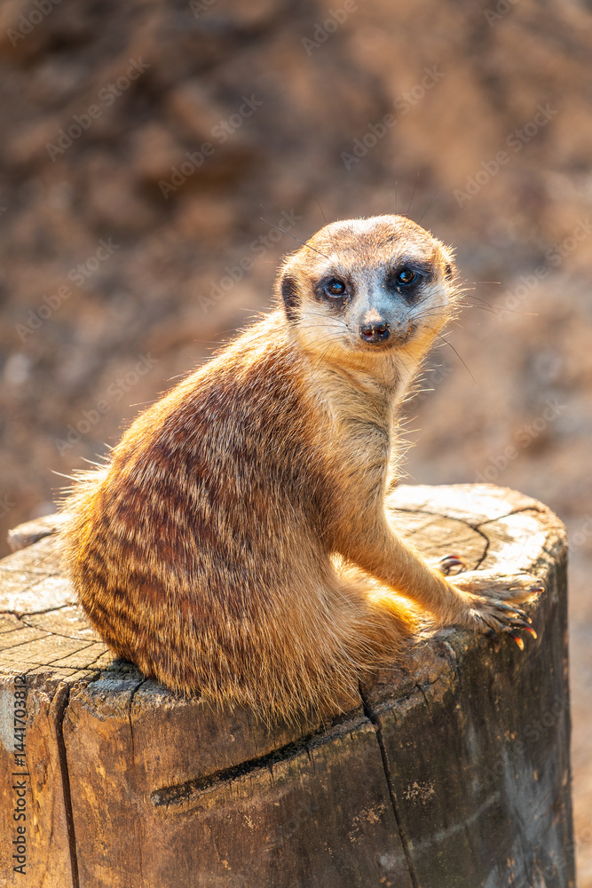 Fototapeta premium Meerkat suricatta family wildlife picture.