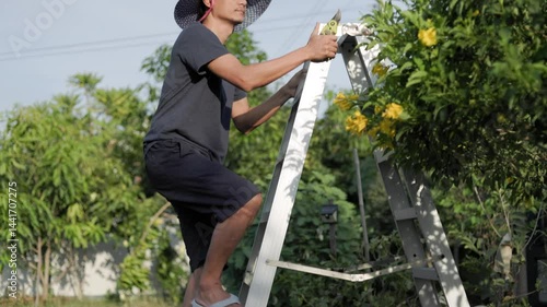 Senior gardener holding pruning shears climbing up ladder to cut tree branches with difficulty and lack of confidence and eventually falls off the gardening ladder. Green garden background.