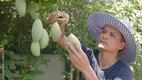 Middle-aged gardener wearing a blue wide-brimmed hat to protect himself from the sun is using scissors to prune and wrap mangoes in his garden, in different poses and angles. senior gardening.