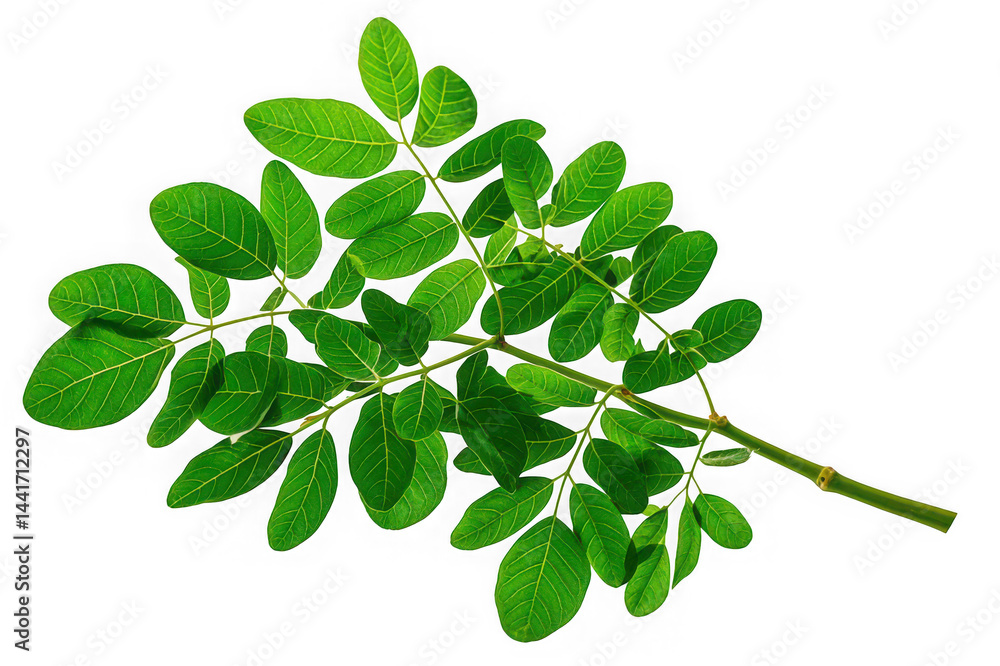 Moringa Tree Isolated on White Background for Stock Photography
Moringa Tree Isolated on White Background for Stock Photography