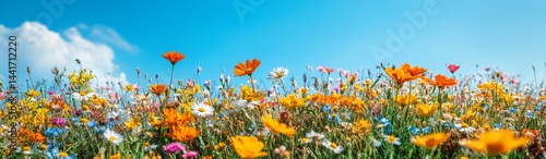 Colorful wildflowers in full bloom with vibrant petals against a clear blue sky, creating a joyful atmosphere for spring or summer events