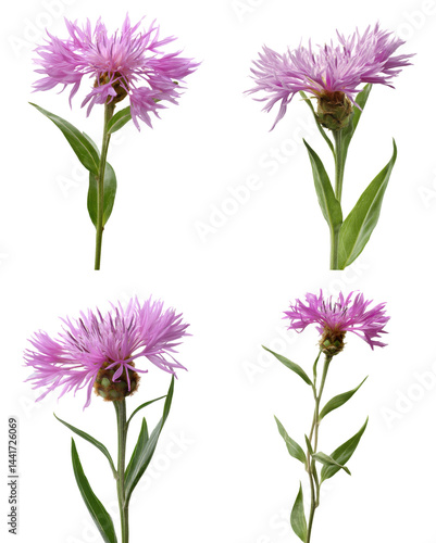 Knapweed Flower, Pink, White Background