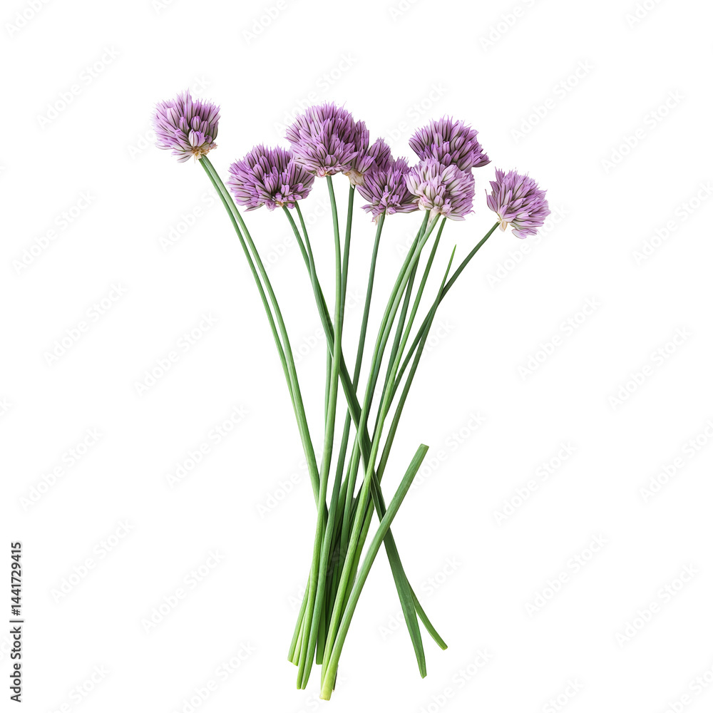 Fototapeta premium Chives flowers with vibrant purple blooms arranged against a pure transparent background showcasing their delicate beauty, Chives flower on a transparent background. Flower transparent background