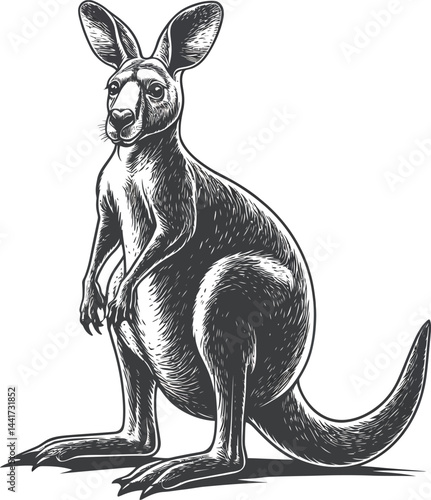 A cute cartoon kangaroo mammal vector illustration shows a wild animal silhouette with its baby