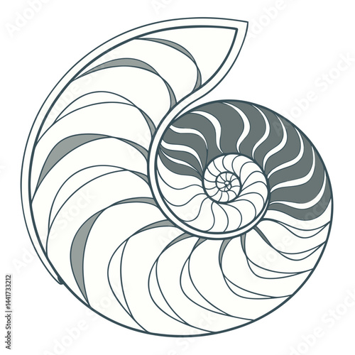 Illustration of a nautilus shell with spiral chambers, alternating gray and white sections, on white ground