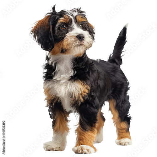 Wallpaper Mural Lowchen Dog Isolated on Transparent Background. PNG. Generated AI Torontodigital.ca