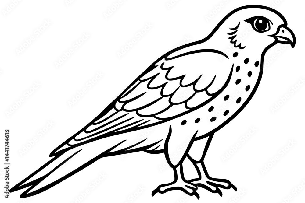 Fototapeta premium Elegant Kestrel Outline