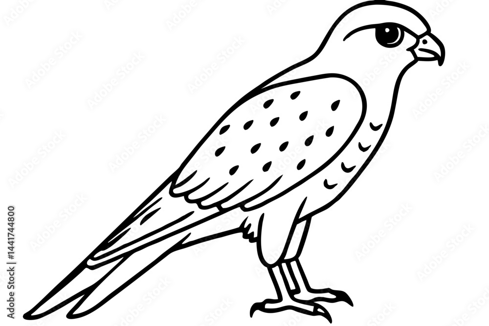Fototapeta premium Elegant Kestrel Outline