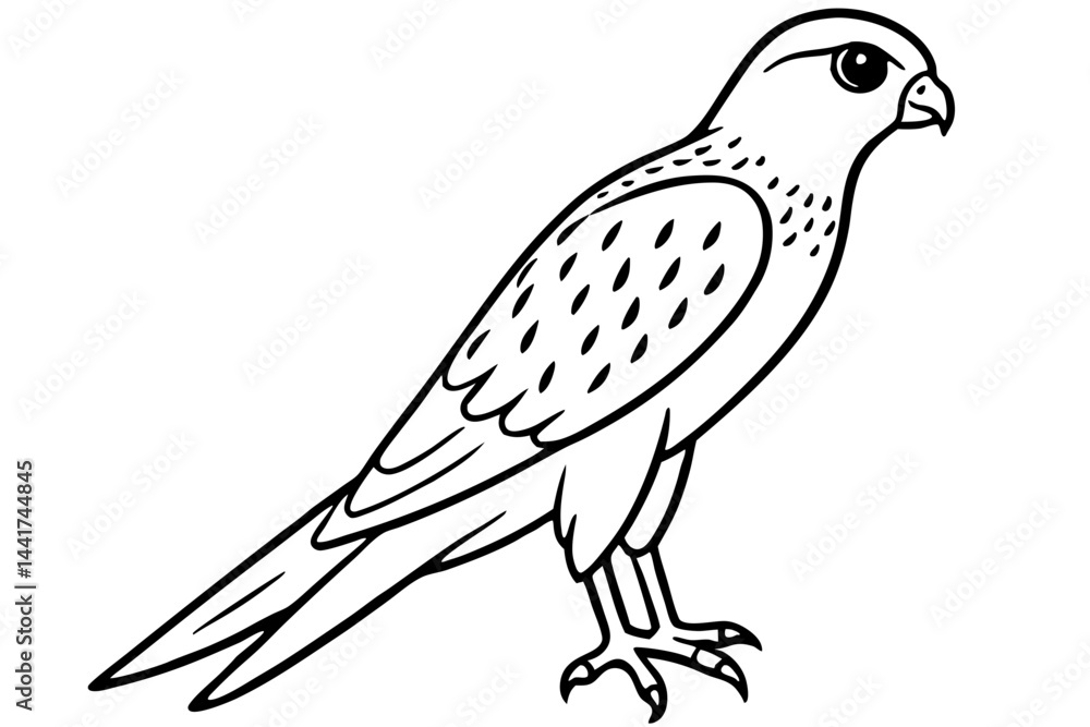 Fototapeta premium Elegant Kestrel Outline