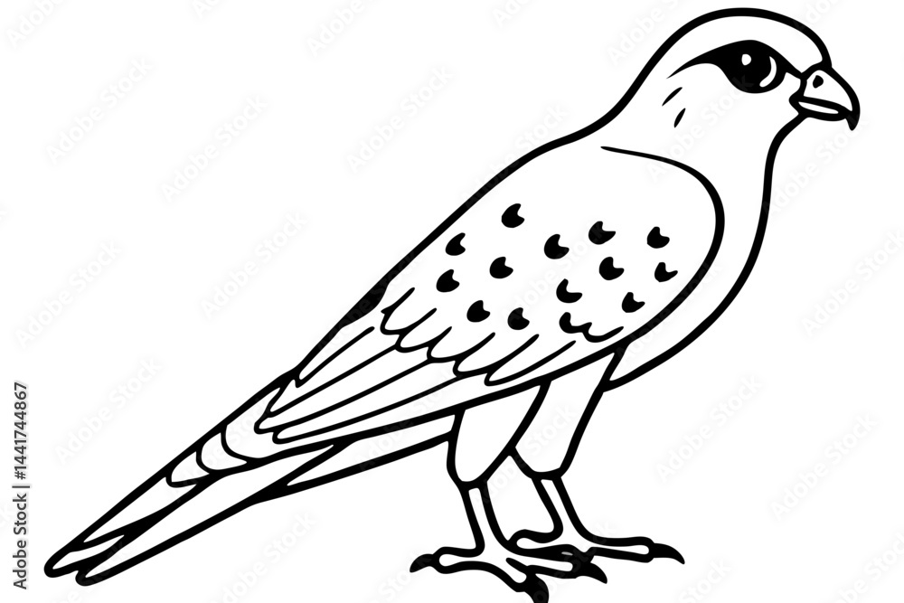Obraz premium Elegant Kestrel Outline