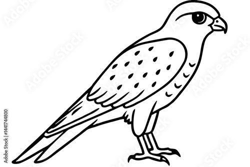 Elegant Kestrel Outline
